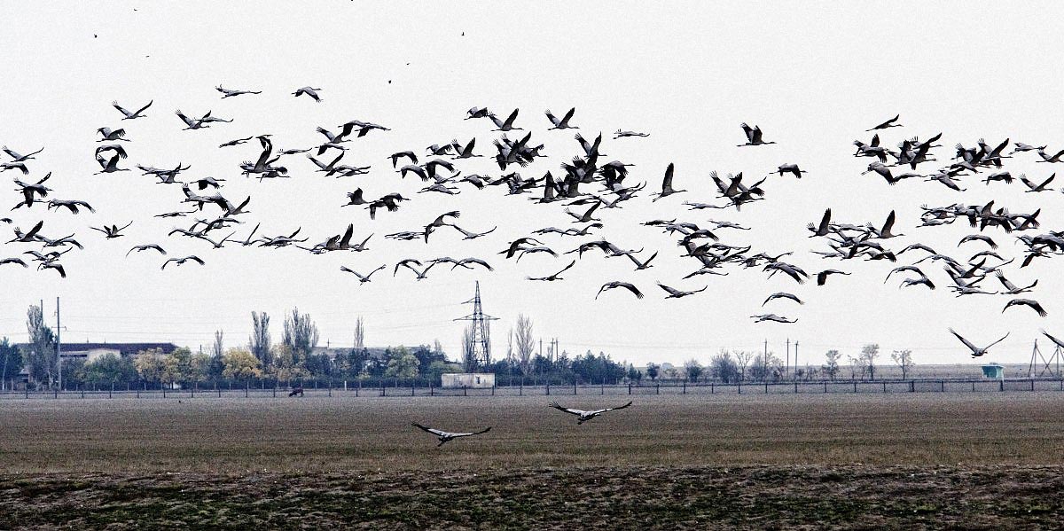 В заповіднику «Асканія-Нова» загинуло понад 600 птахів. Таке трапляється регулярно й відповідальності ніхто не несе