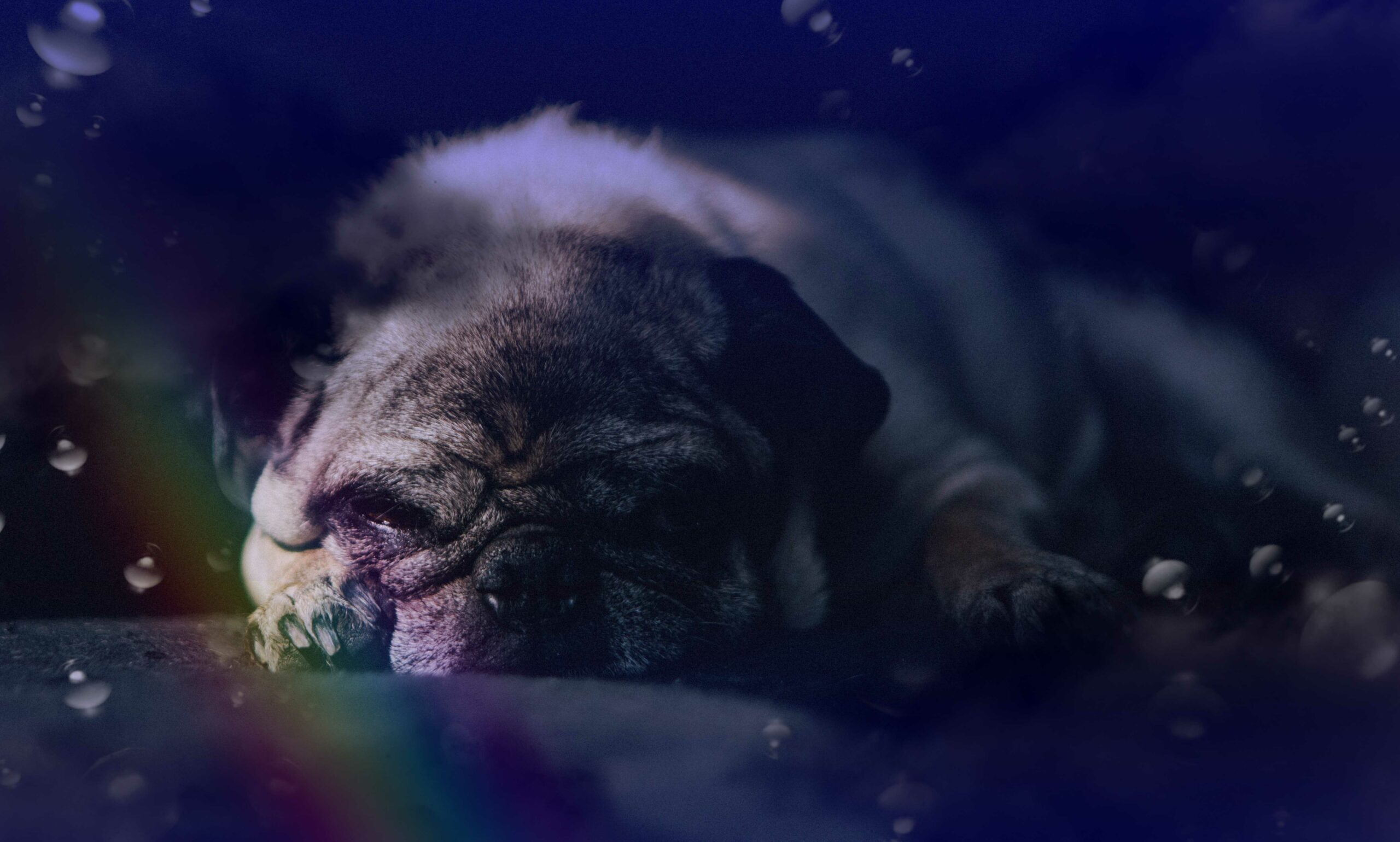 Gadiel Lazcano / Unsplash / PNGWing / Заборона