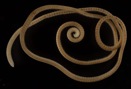 багатоніжка