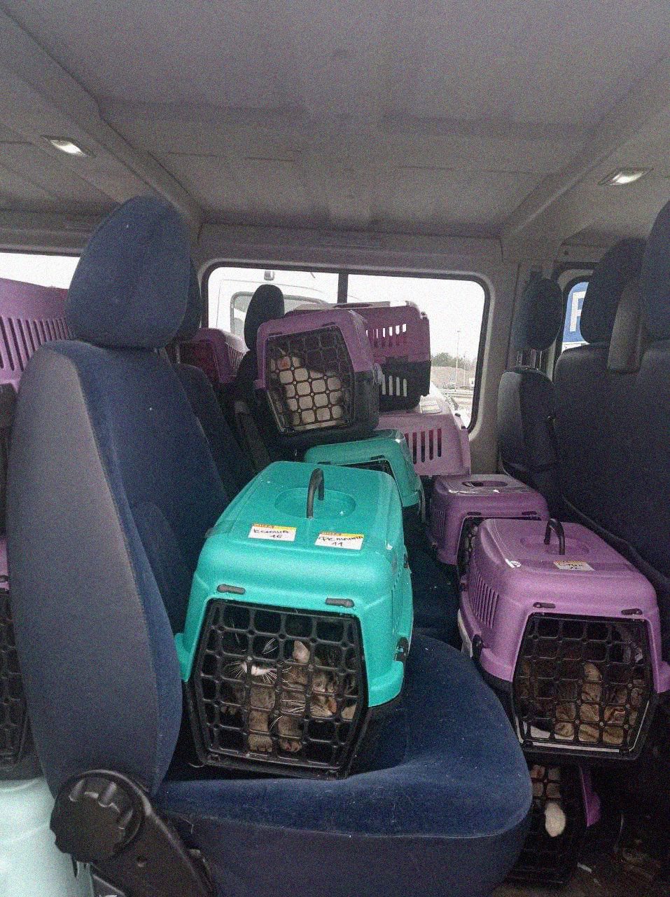 Як волонтери врятували 70 кішок і вивезли їх в Польщу