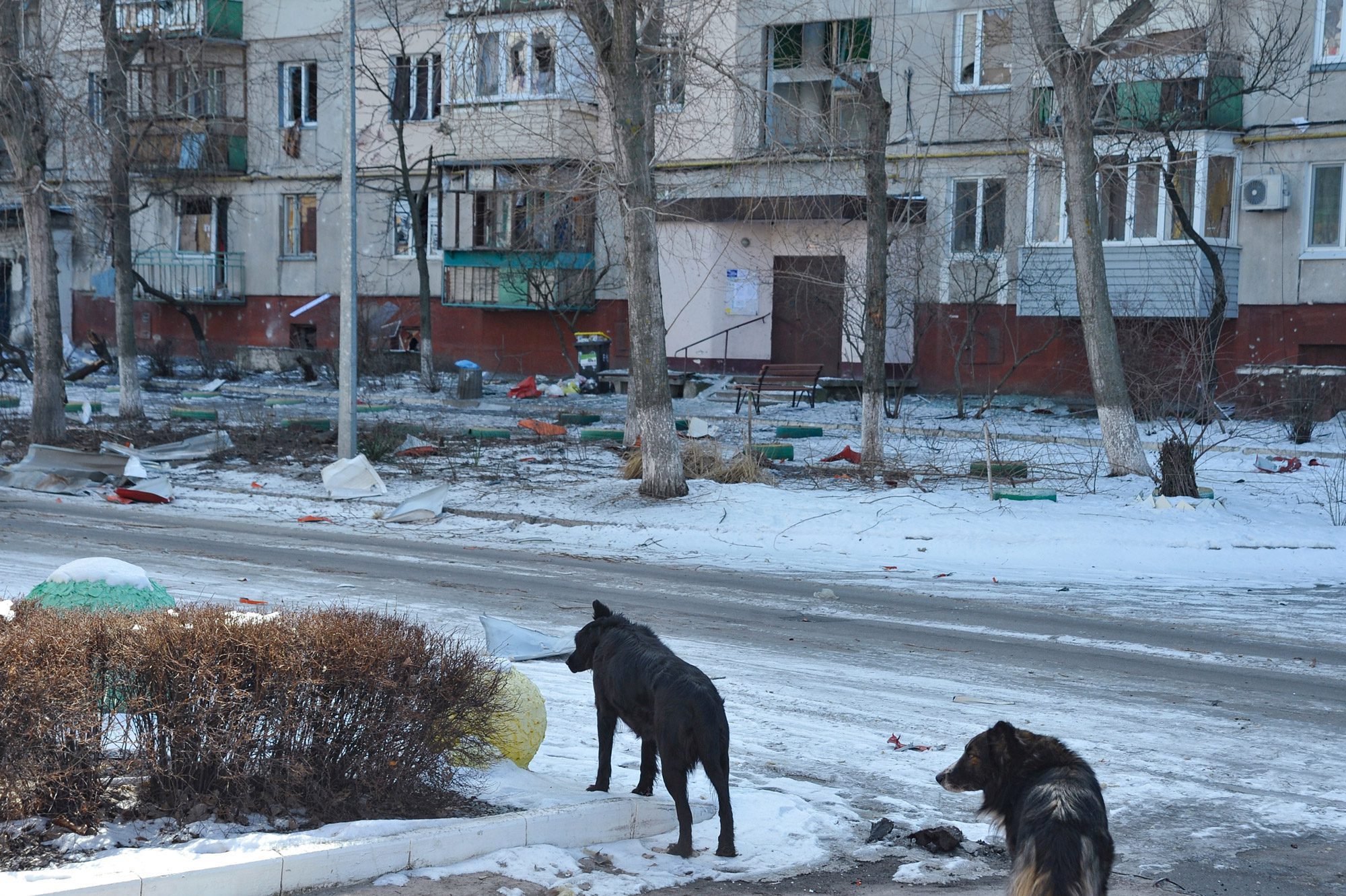 «Буде собакен — назву Чорнобай!». Щоденник з-під обстрілів в Сєвєродонецьку. Тиждень четвертий